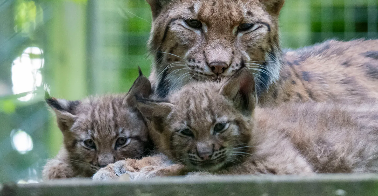 A large cat (lynx) with closed eyes rests its head near two younger cats with open eyes looking toward the camera, all three lying on a light-colored surface with a blurred green background.