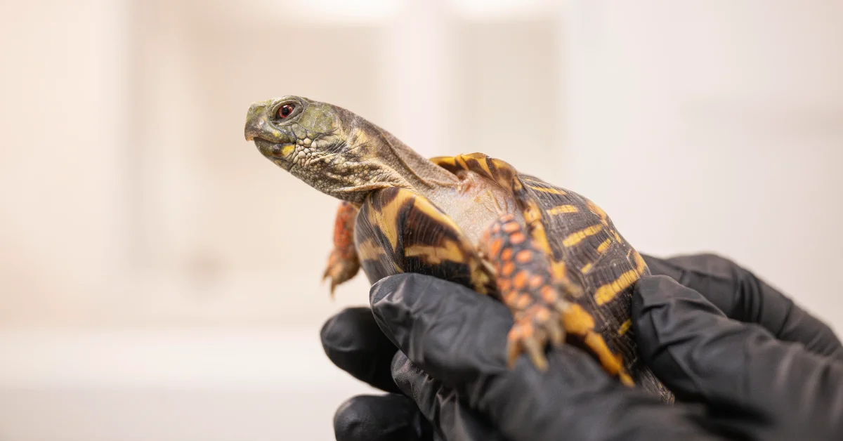 A small box turtle with a dark shell patterned in yellow and orange markings is held in a gloved black hand against a blurred light background.