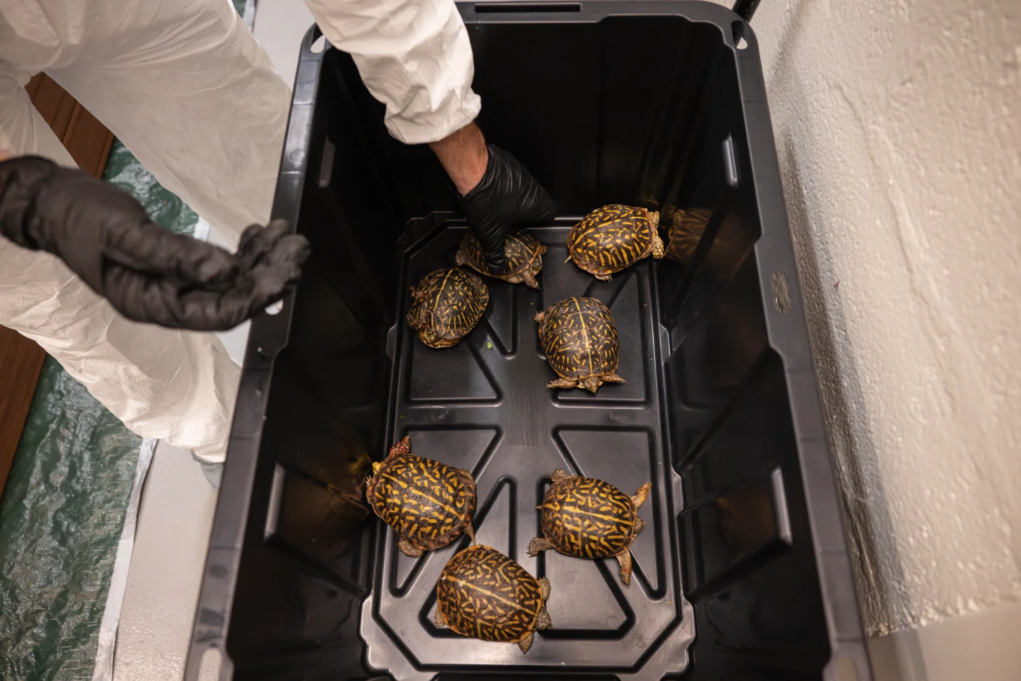 A person wearing white pants and black gloves leans over a black plastic tray containing seven small brown and yellow patterned turtles.