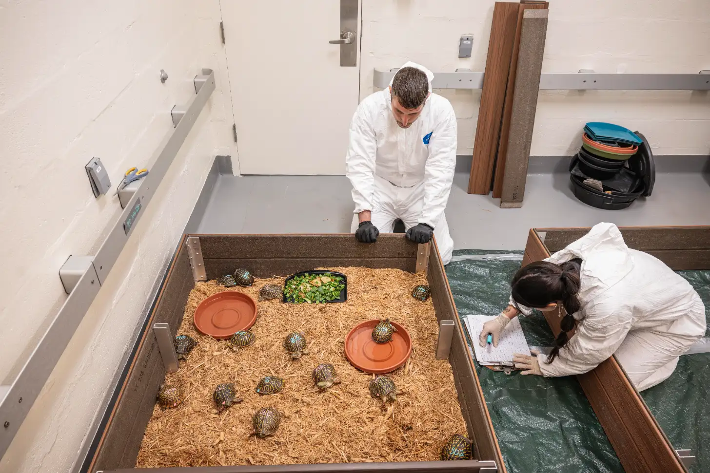 Two researchers in white protective suits observe a large enclosure containing multiple small turtles on bedding, with food and water dishes visible. One researcher leans over the enclosure while the other sits nearby taking notes.
