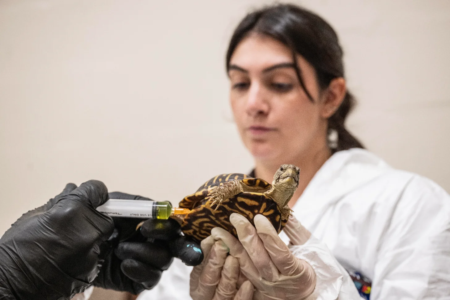 A researcher in a white coat and black gloves holds a small turtle with brown and tan striped patterning while the turtle receives an injection.