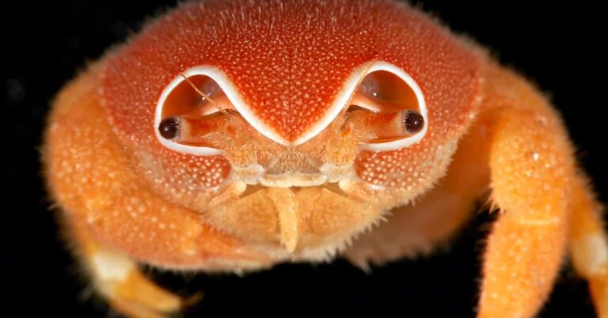 Orange crab with white-rimmed eye stalks and dark pupils, viewed from above against a black background.