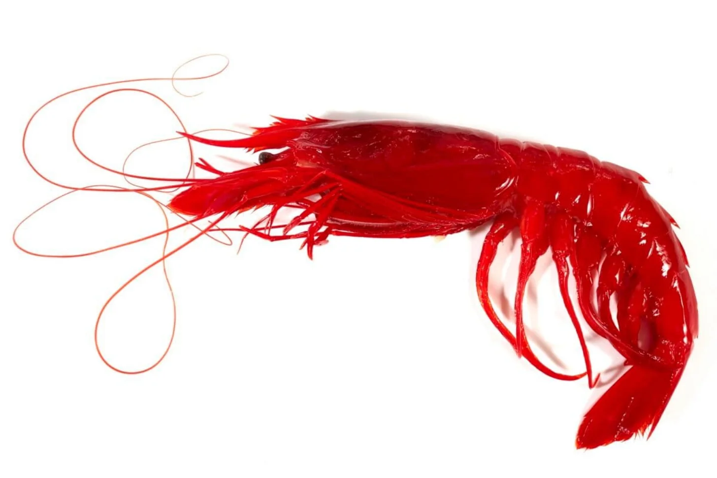 A bright red crustacean with a curved body, large claws, and long thin antennae extends across a white background.