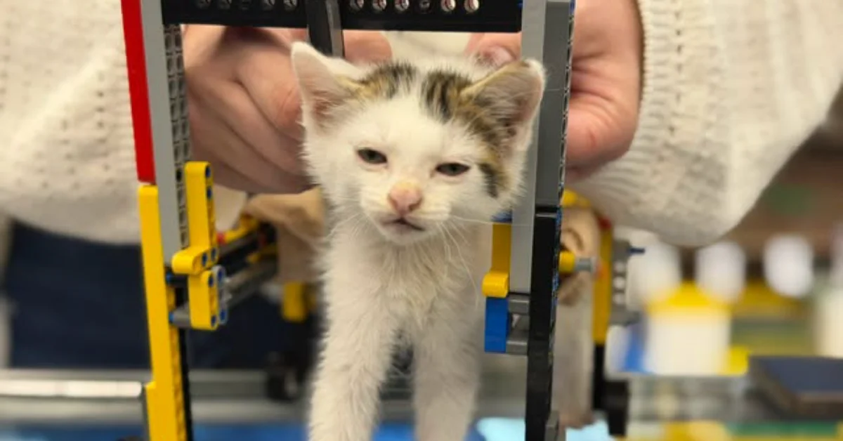 A white and brown kitten walks through yellow and black Lego equipment while being held by a person's hands.