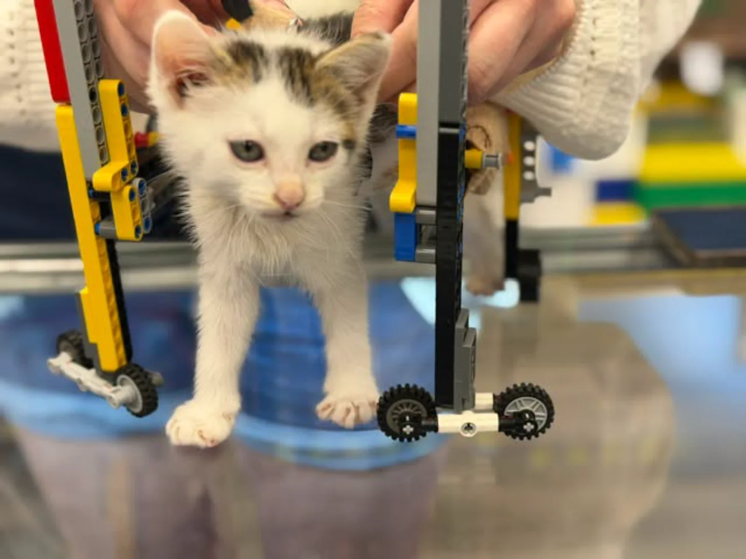 A white and brown tabby kitten stands on a blue surface surrounded by yellow and black Lego bricks with wheels and mechanical arms being held by people's hands.