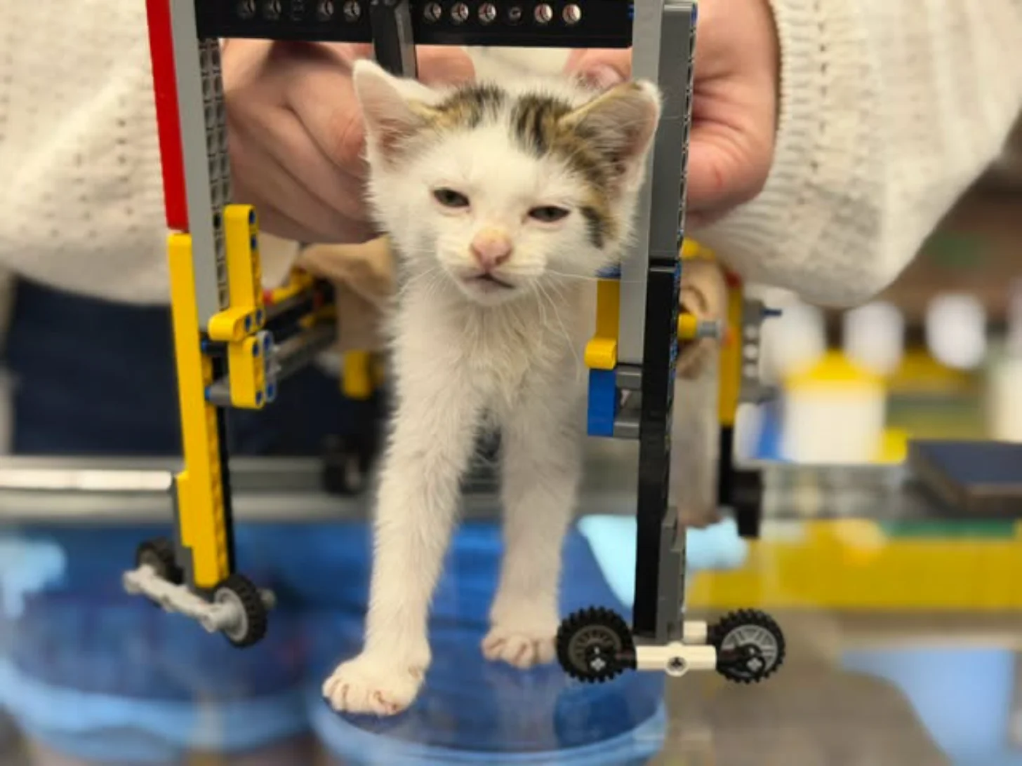 A white and brown tabby kitten stands on a blue platform between yellow and black mechanical structures with wheels, held by a person's hands visible at the top of the frame.