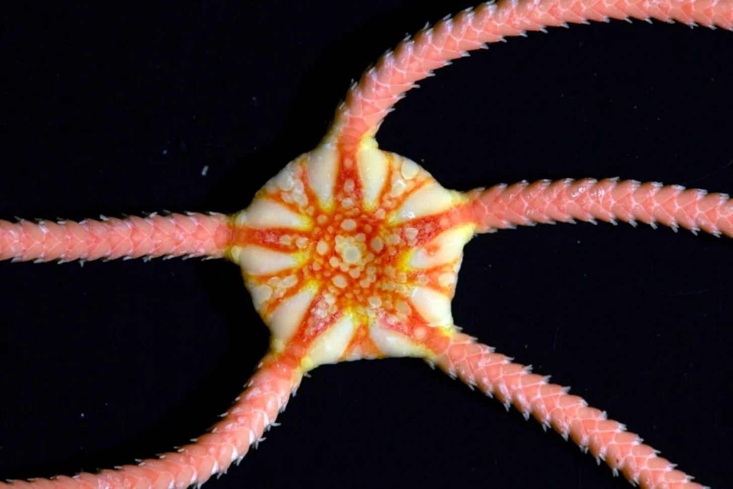 A starfish with pink and coral-colored arms displaying a central disc with orange and yellow markings and small tube-like projections, photographed against a black background.