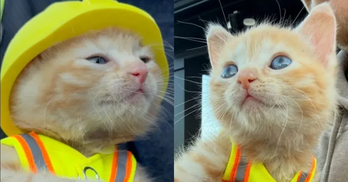 Two side-by-side photos of an orange and white cat wearing a yellow hard hat and yellow safety vest with reflective stripes. The cat has blue eyes and is looking directly at the camera in both images.