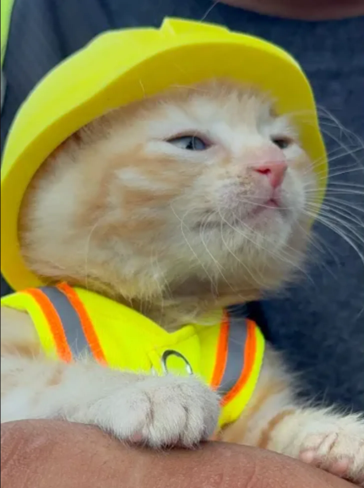 An orange and white cat wearing a yellow hard hat and yellow safety vest with orange reflective stripes, held in someone's arms.