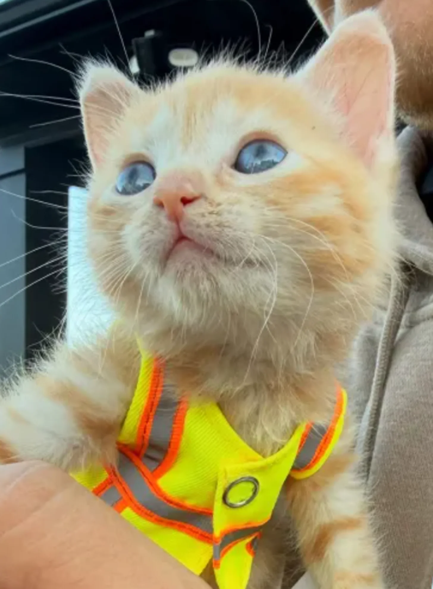 A cream-colored cat with blue eyes wears a neon yellow and orange harness while being held by a person in a beige-colored sleeve.