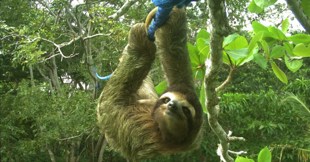 A three-toed sloth hangs upside down from a blue rope, surrounded by green foliage and branches.