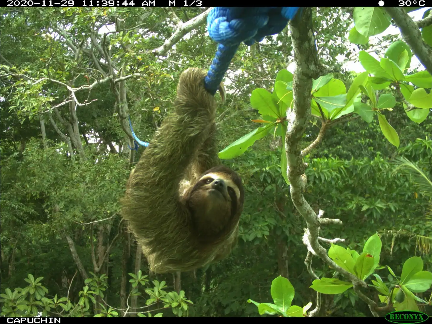 A three-toed animal with long fur clings to a tree branch with one arm raised upward, surrounded by green foliage in a forest canopy. Timestamp shows 2020-11-29 11:39:44 AM, temperature 30°C.