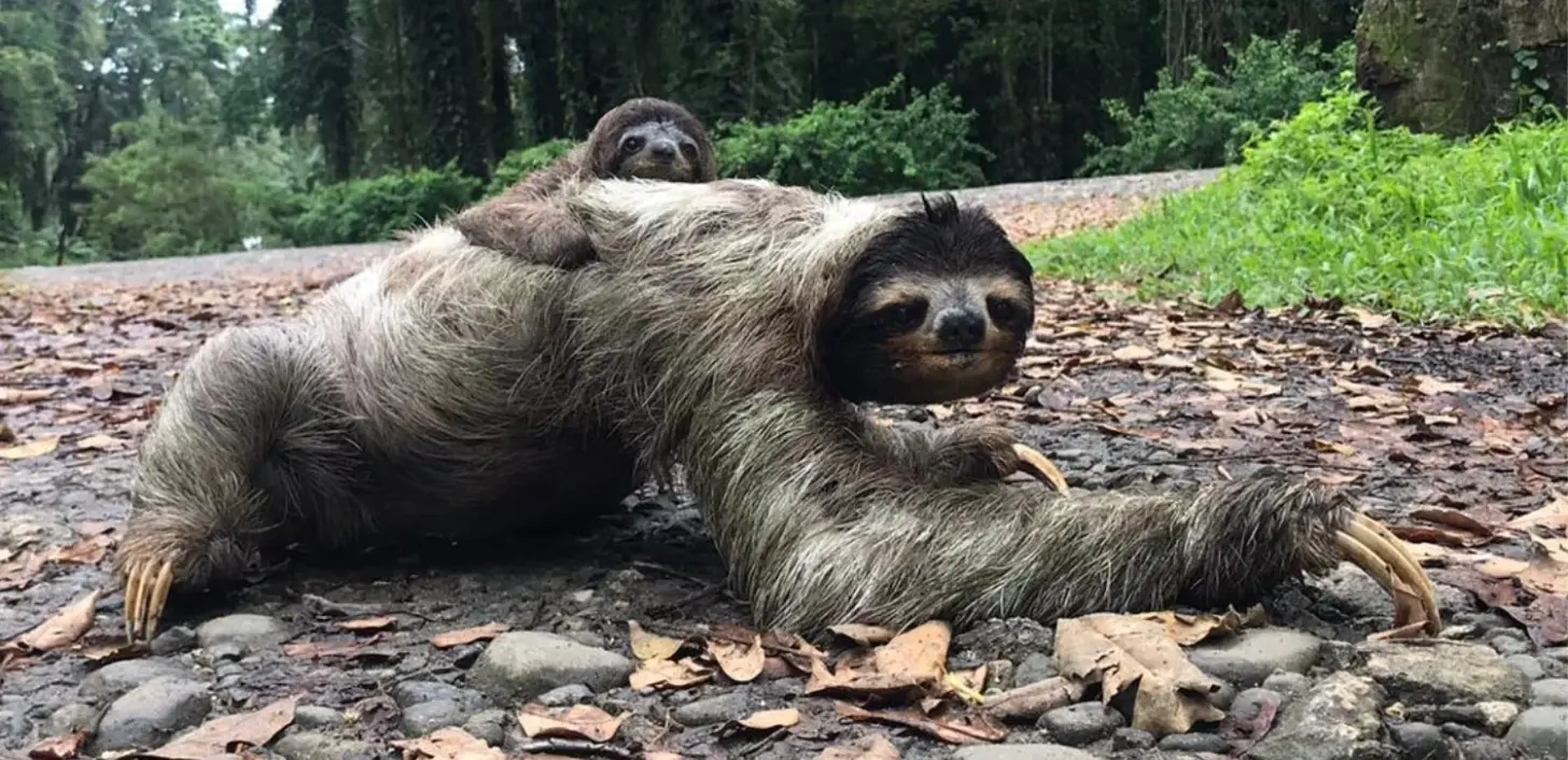 Two sloths rest on the ground covered with leaves and debris, with forest and green vegetation visible in the background.