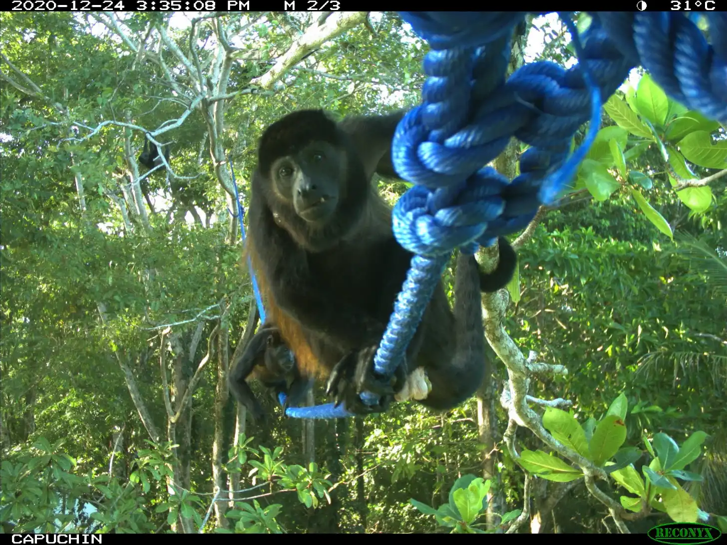 A monkey with reddish-brown coloring on its chest and limbs hangs from a blue rope in a forested canopy, looking toward the camera. Timestamp reads 2020-12-24 3:35:08 PM; temperature 31°C.