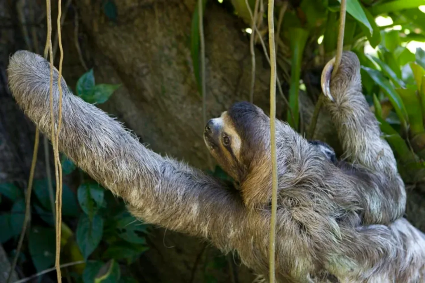 A three-toed sloth hangs from tree branches with one arm extended upward, reaching toward vines in a forest canopy with green foliage visible in the background.
