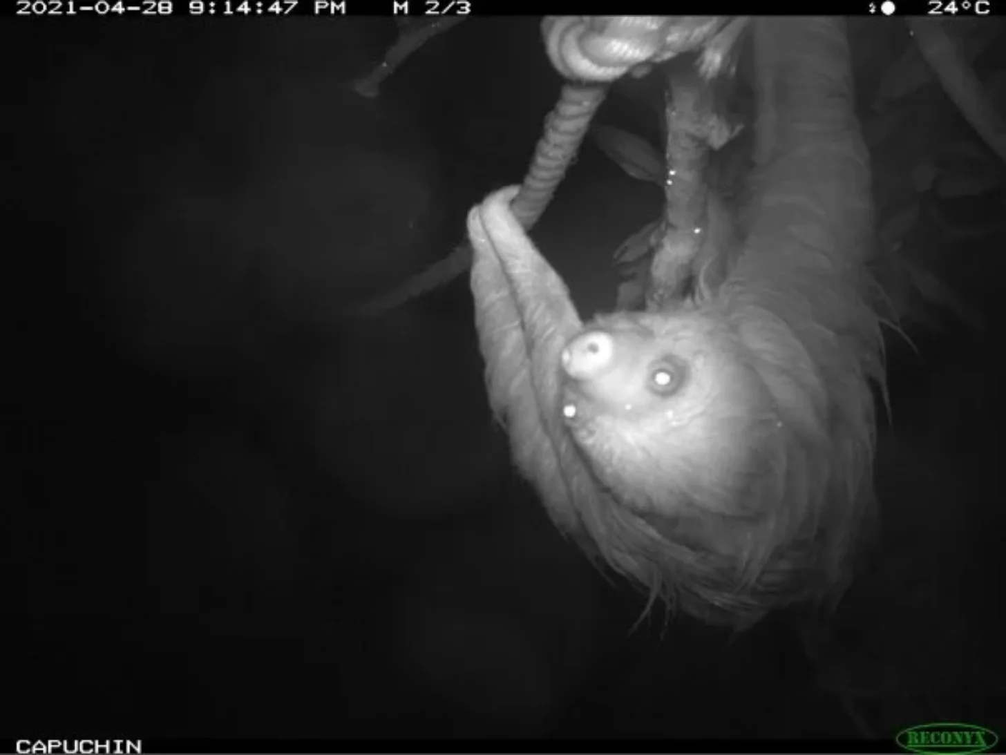 Thermal camera footage of a sloth hanging upside down from a branch, with large round eyes visible and arms extended upward. Timestamp reads 2021-04-28 9:14:47 PM, temperature 24°C.