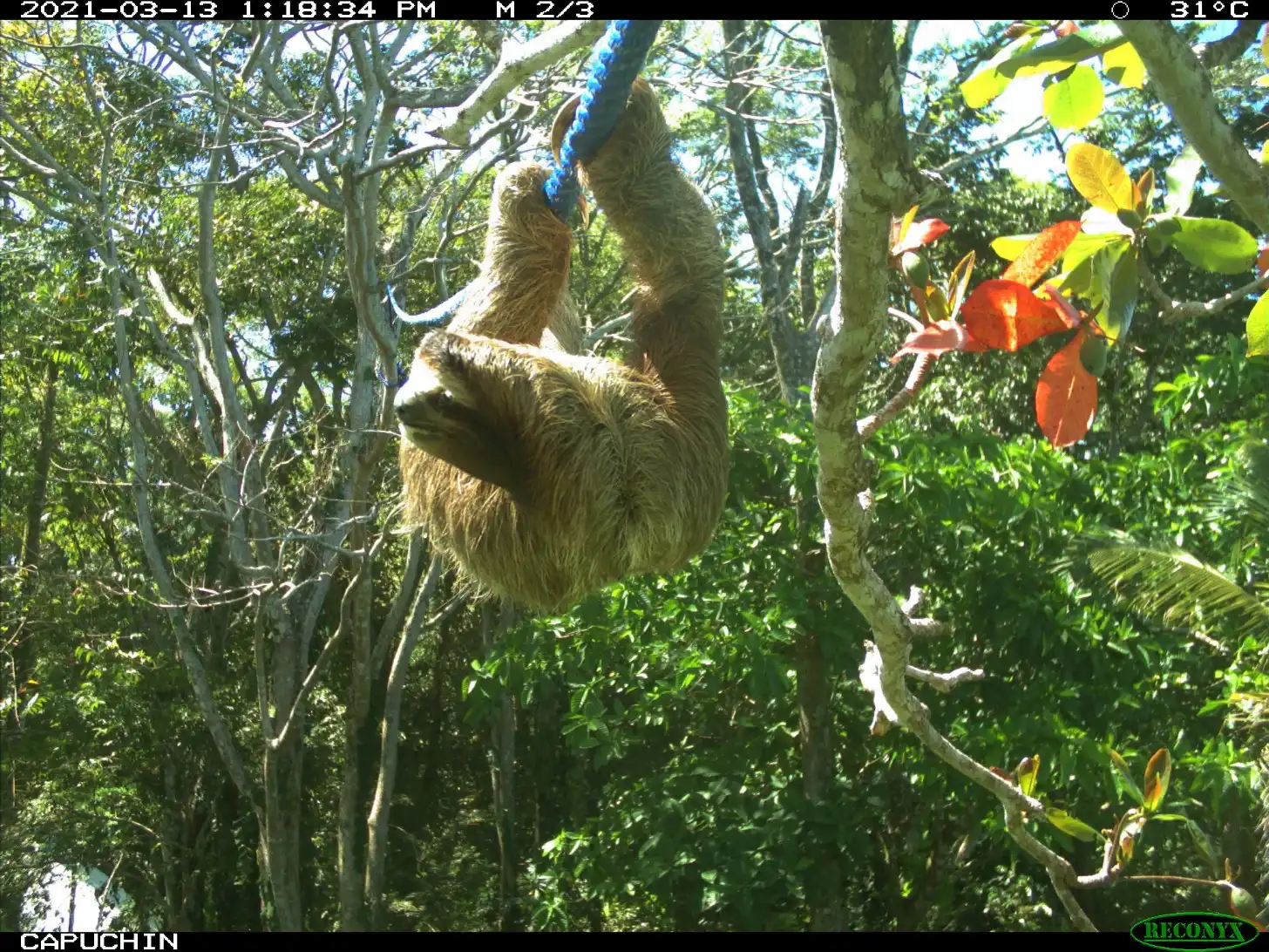 A three-toed sloth hangs upside down from a blue rope attached to a tree branch, reaching toward red and yellow flowers in a forest canopy.