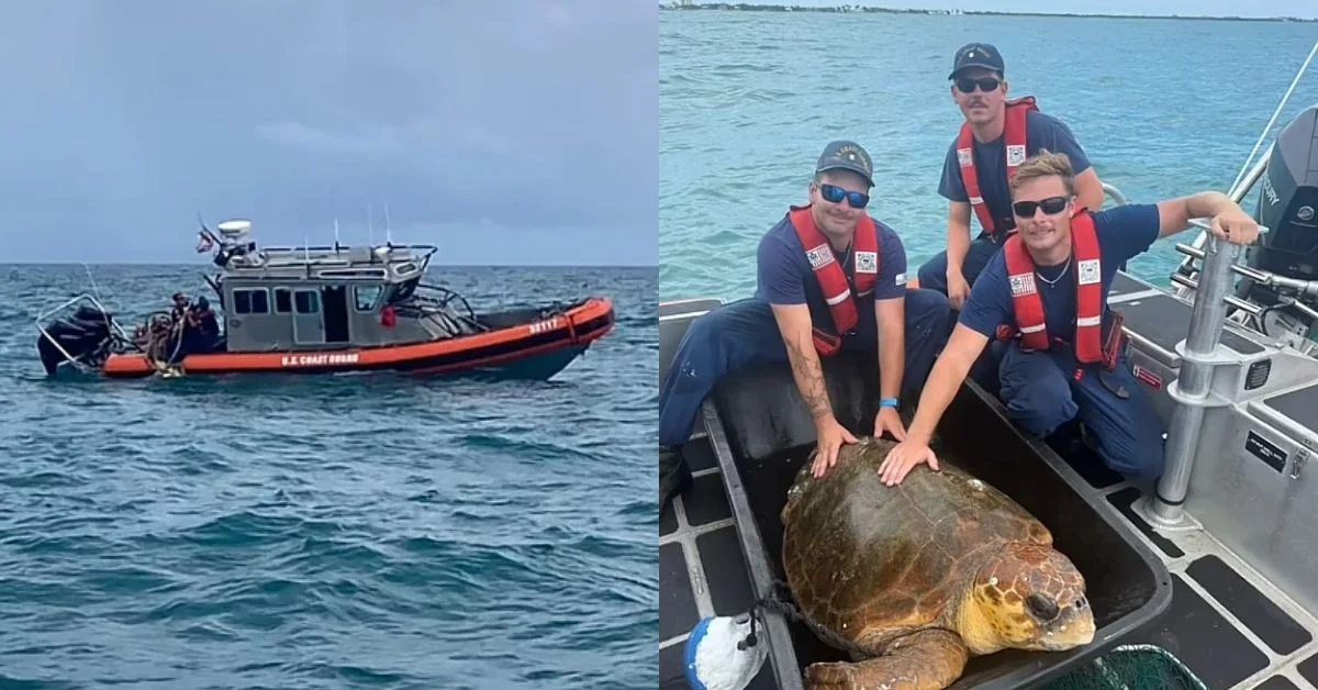 Left: U.S. Coast Guard rescue boat on water. Right: Three Coast Guard personnel in red and black uniforms with life vests pose beside a large sea turtle in a boat.
