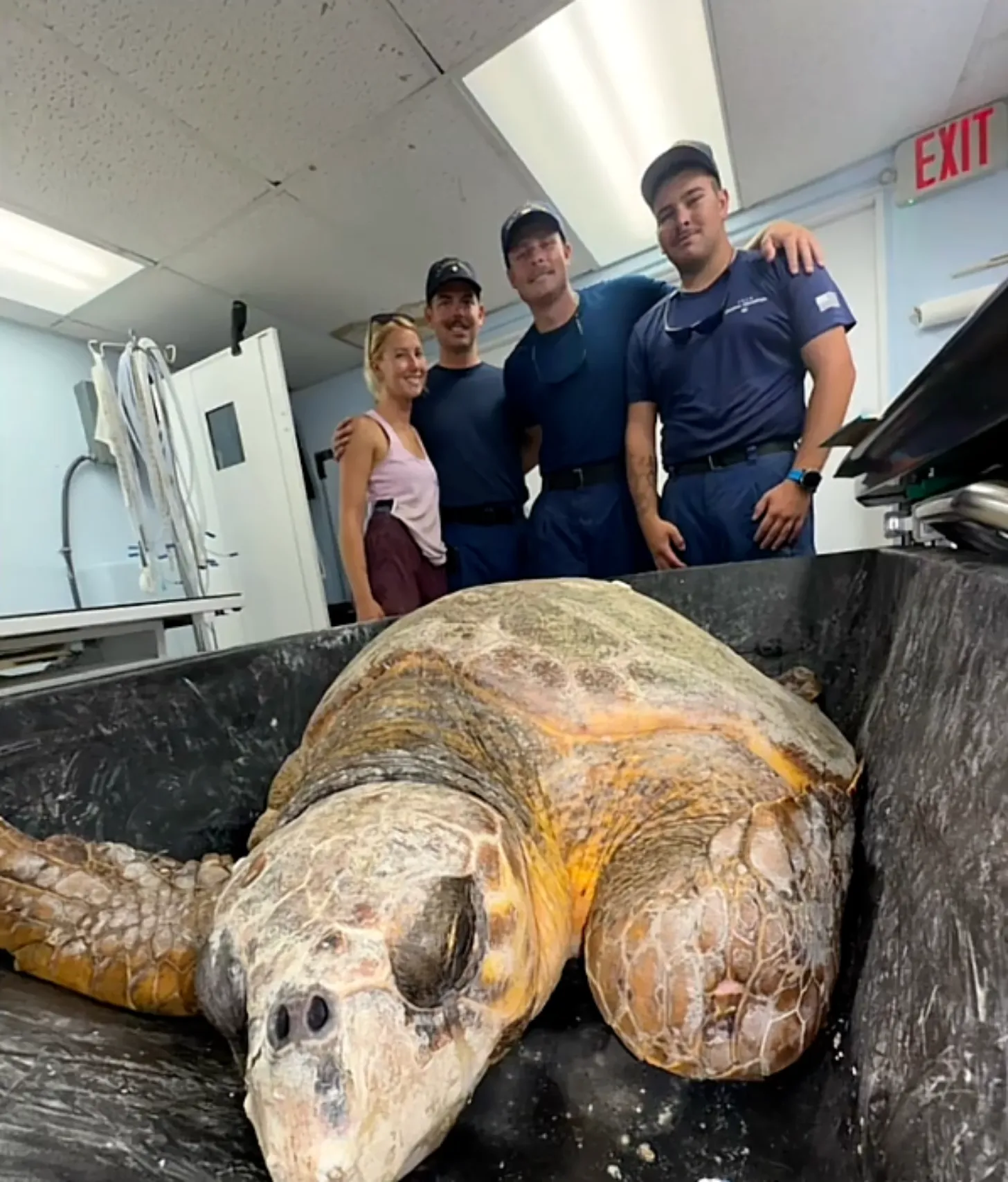A large sea turtle lies on a metal examination table in an indoor facility. Four people in casual and work attire stand behind the table, looking toward the camera.