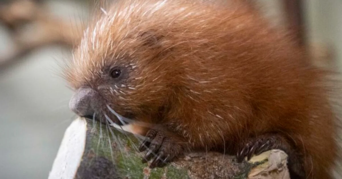 A brown rodent with prominent front teeth holds green vegetation in its paws while sitting on a rock.