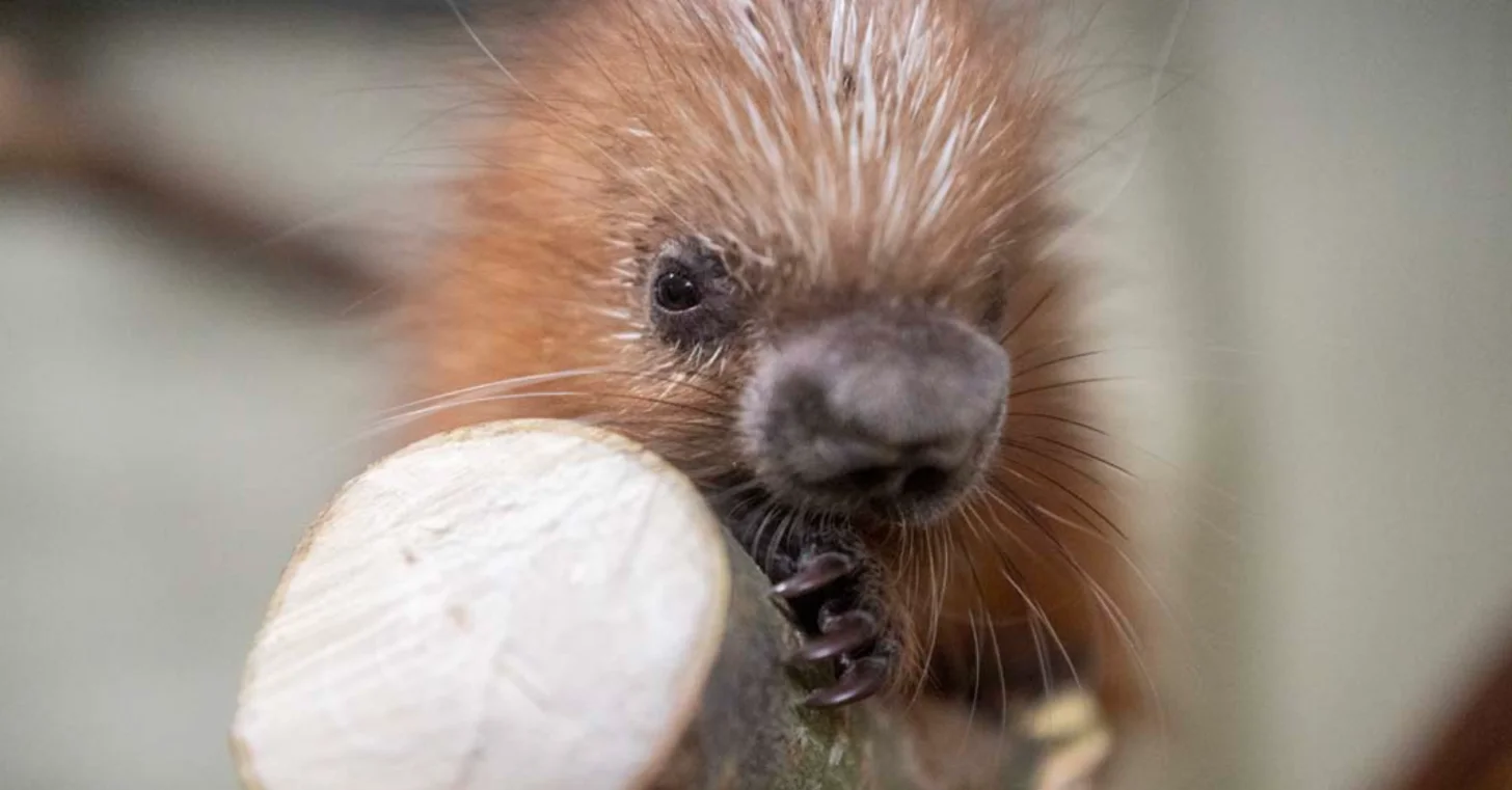 A brown and white rodent with prominent front teeth holds a white object near its mouth, photographed in close-up.