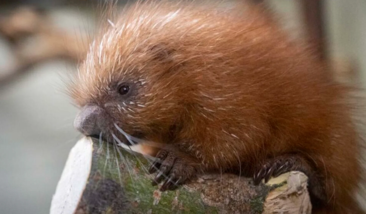 A brown rodent with spiky fur holds green vegetation in its front paws while perched on a rock.