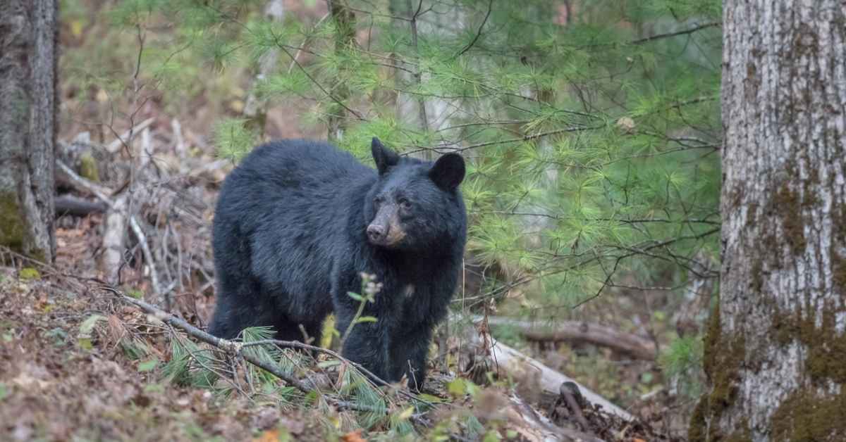 Black bears are typically associated with forest and mountainous habitats, but were once abundant throughout the southeast, including in the Mississippi Alluvial Valley and the Atchafalaya Basin.