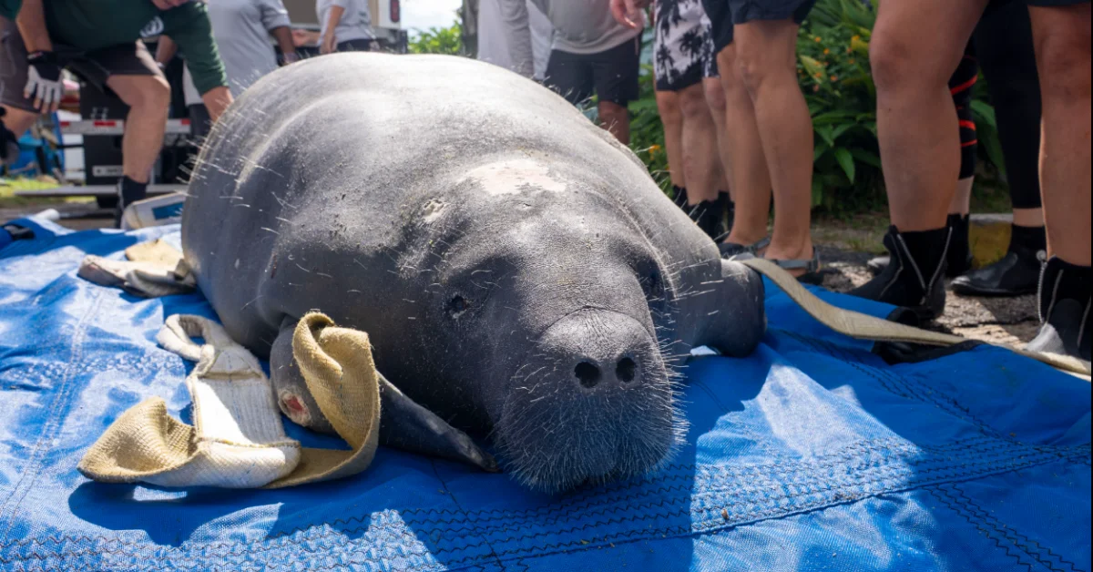 A manateerests on a blue tarp surrounded by people wearing casual clothing and shoes. Tan towels are placed nearby on the tarp.