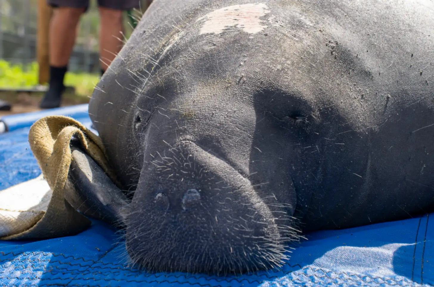 A manatee with gray skin and visible whiskers rests on a blue surface, with a rope visible nearby and people's legs in the background.