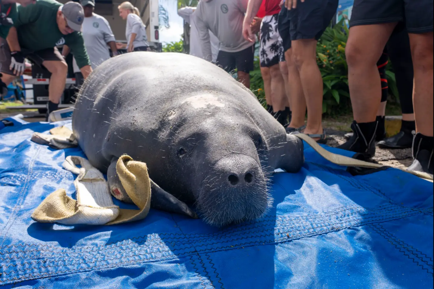 A manatee rests on a blue tarp surrounded by people in casual clothing. The animal's head is visible in the foreground, with tan-colored cloths nearby.