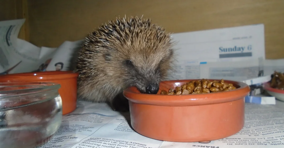 A hedgehog with spiky quills leans toward an orange bowl containing food on a newspaper. Additional orange bowls and water dishes are visible nearby, with printed documents in the background.