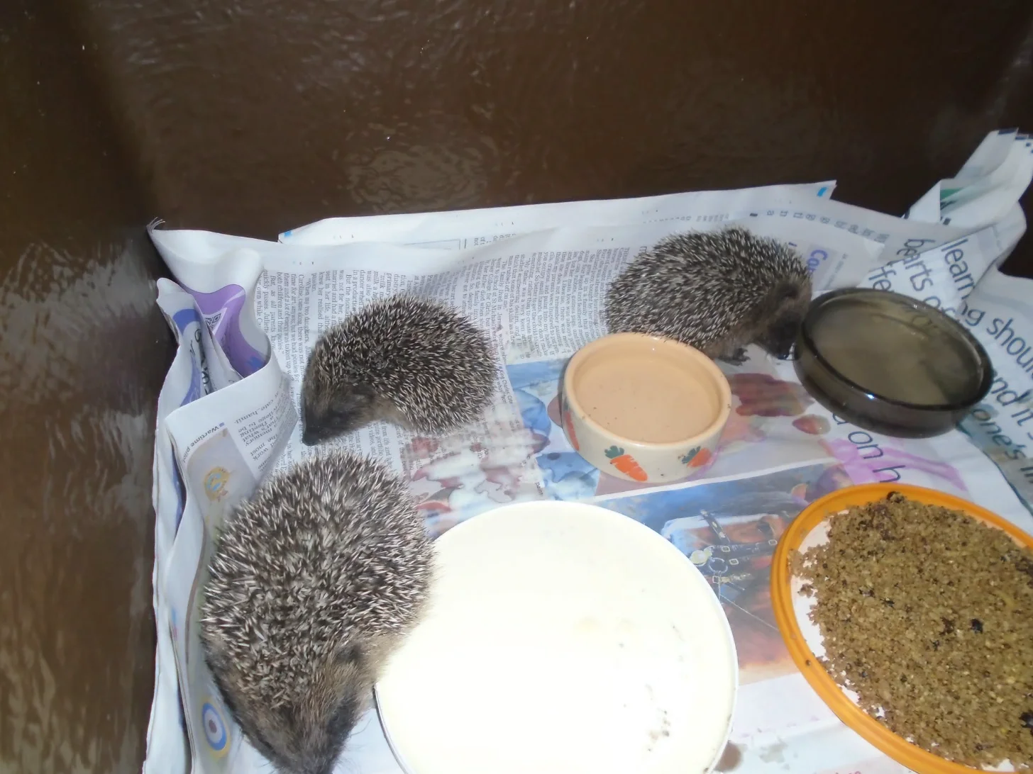 Three hedgehogs sit on newspaper next to bowls containing food and water, with a spray bottle and other supplies visible on the surface.