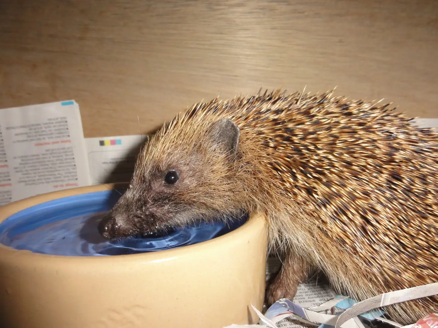 A hedgehog drinks from a blue bowl of water on a wooden surface, with papers and documents visible in the background.