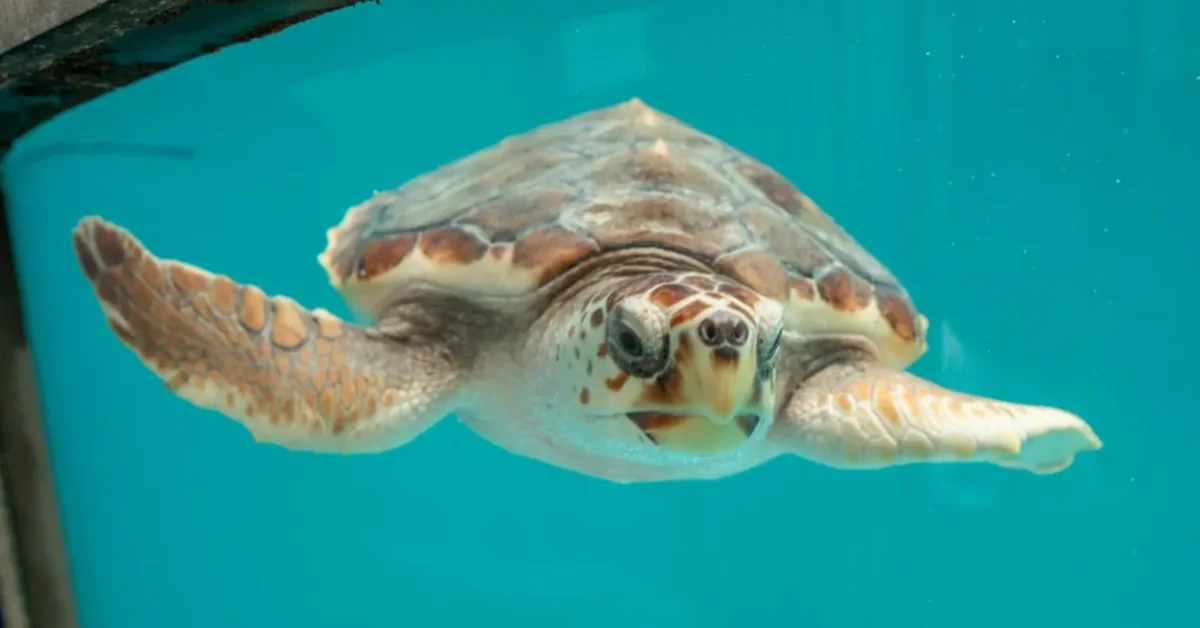A sea turtle swims toward the camera in turquoise water, its flippers extended to the sides and its patterned shell and face clearly visible.