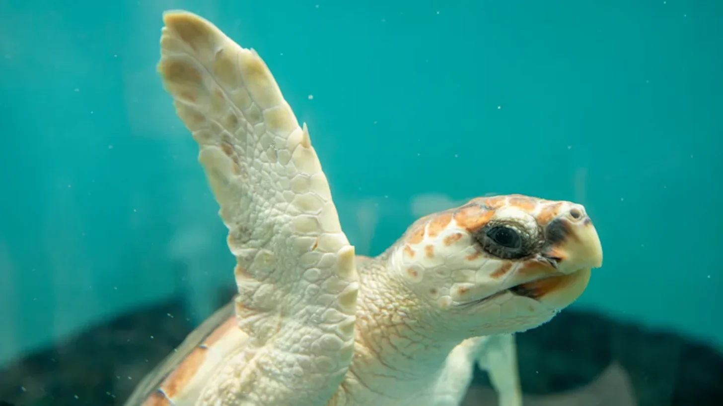 A sea turtle with a cream and orange-patterned shell and head swims toward the camera in turquoise water, with one flipper raised.
