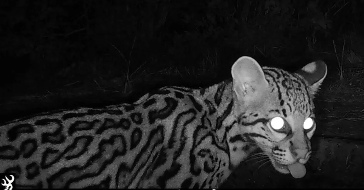 A spotted wild cat with distinctive facial markings and bright reflective eyes looks toward the camera in a nighttime infrared or thermal image. The animal's rosette-patterned coat is visible against dark vegetation in the background.
