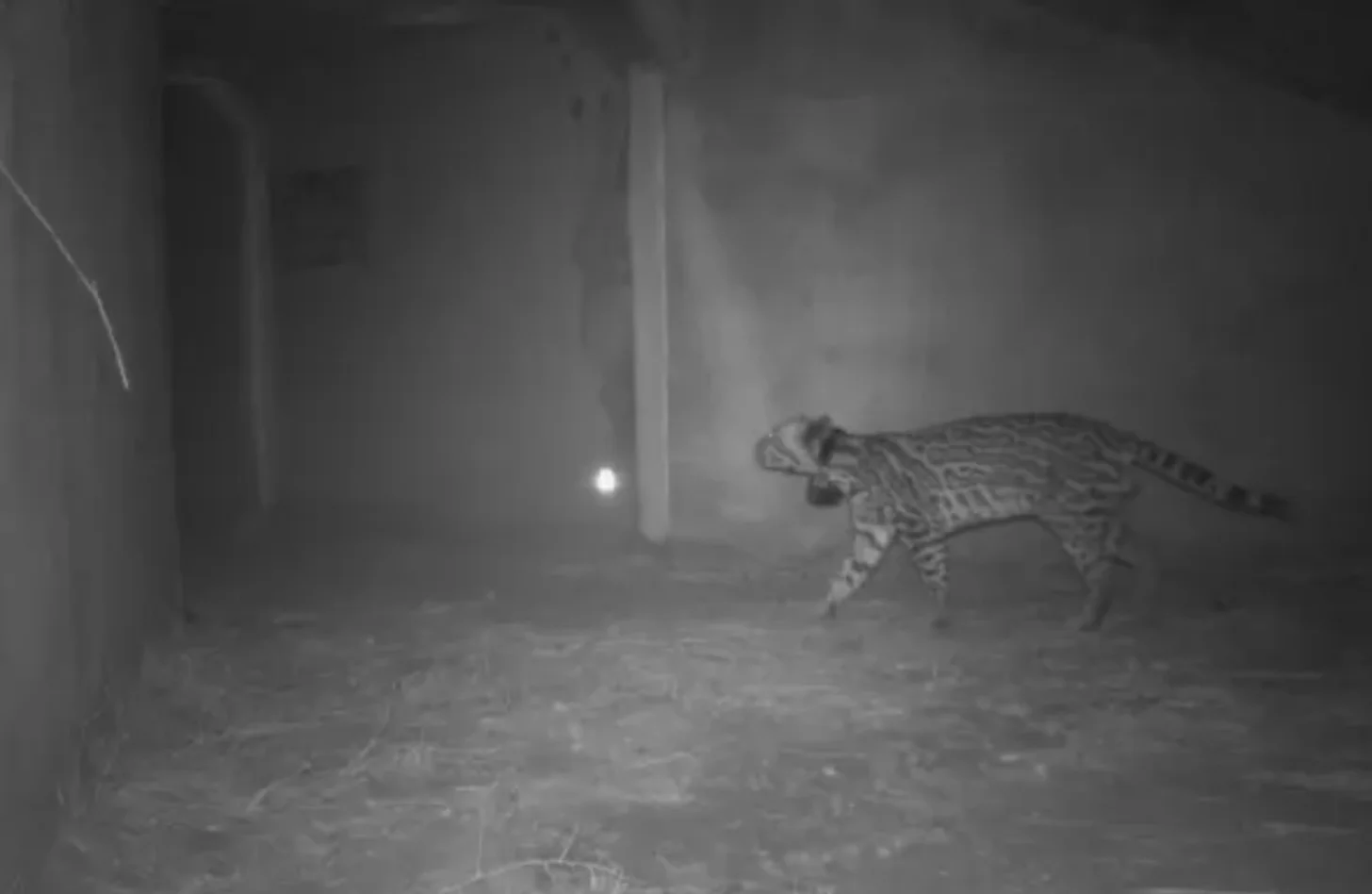 A striped four-legged animal walks on sandy ground near concrete structures in this nighttime thermal or infrared image.