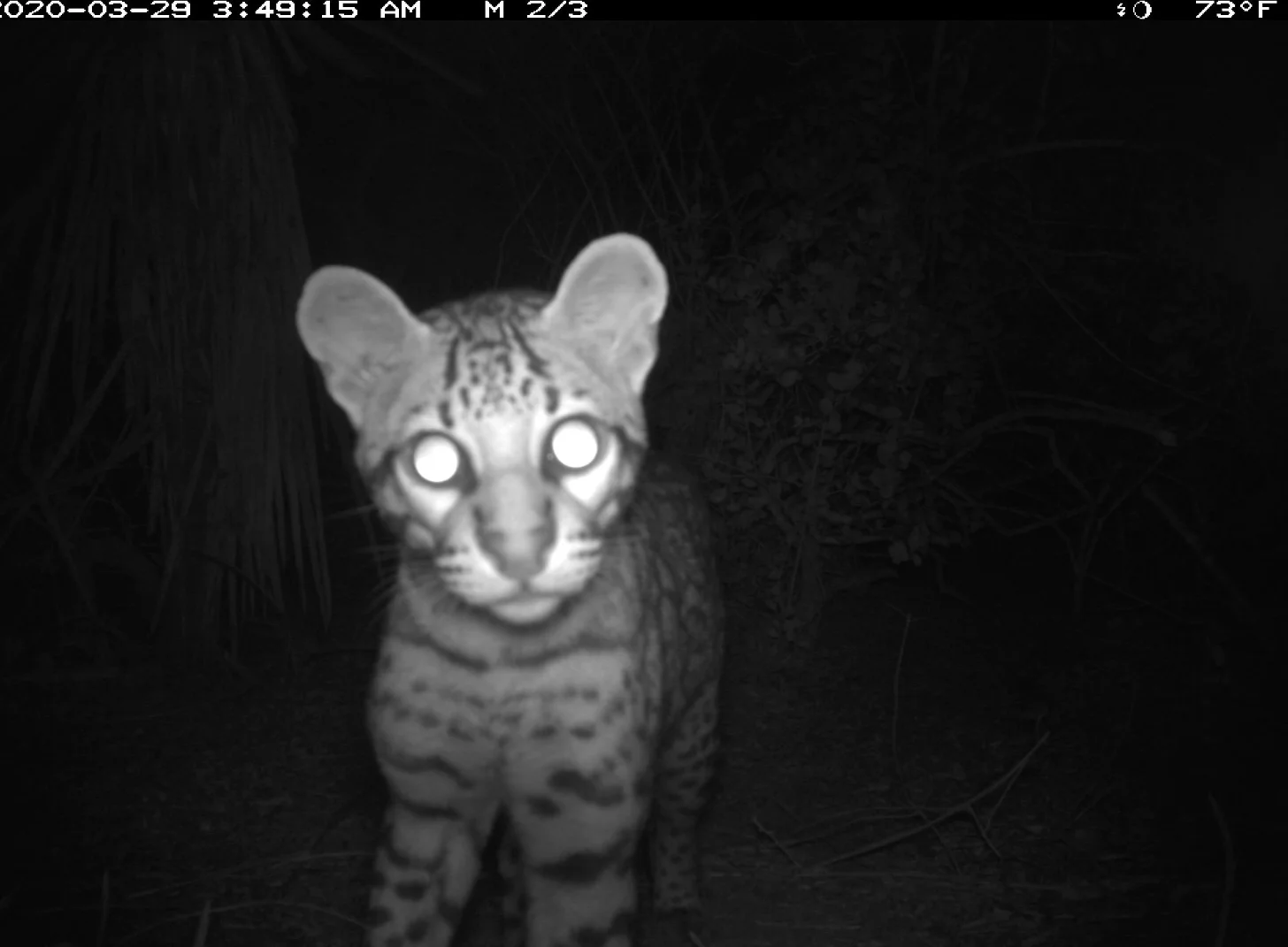 Infrared night camera image of a spotted wild cat with pointed ears looking directly at the camera, eyes glowing white from the camera flash. Timestamp reads 2020-03-29 3:49:15 AM, temperature 73°F.