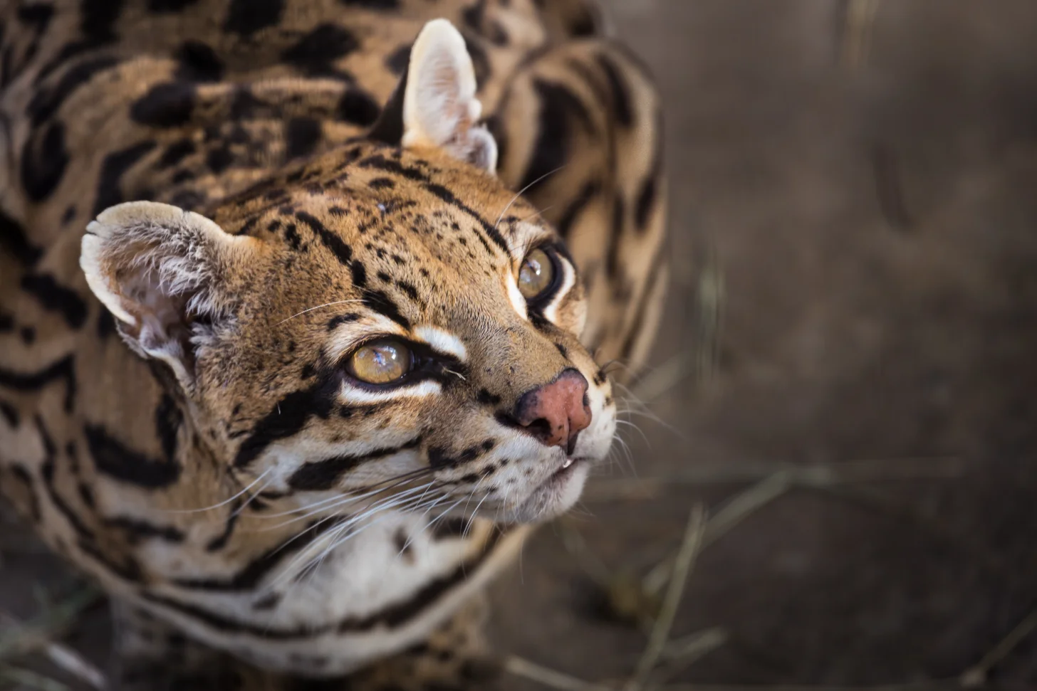 A spotted wild cat with tawny fur and dark markings looks toward the camera with amber eyes and white-tipped ears. The animal's head is in sharp focus in the foreground, with its body and striped tail visible but blurred in the background.