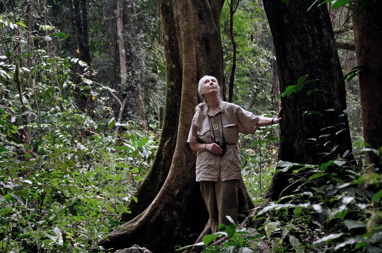 An older woman, Jane Goodall, in khaki clothing stands among large tree trunks in a dense forest, looking upward with one arm extended.
