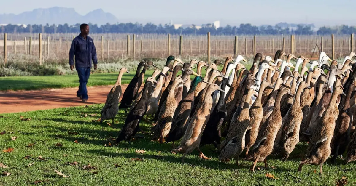 A man in a dark jacket walks through a farm field alongside a large flock of brown and white birds standing on grass, with vineyard posts and mountains visible in the background.