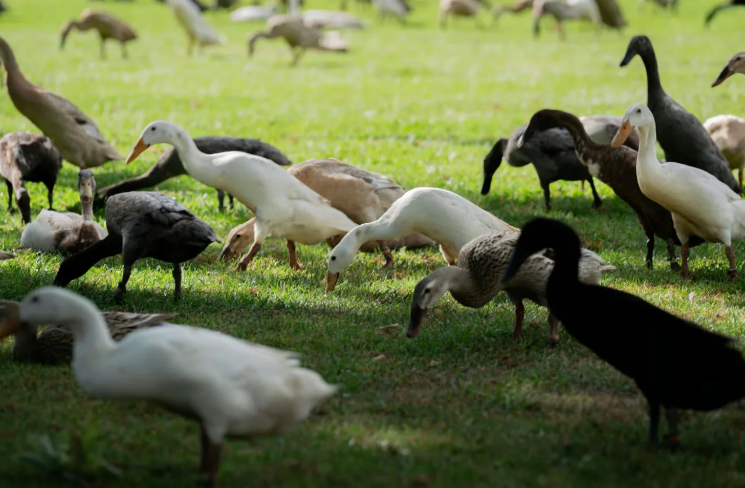 A flock of wading birds grazes on grass, including white birds with long necks and legs, dark-colored birds, and brown-patterned birds scattered across the green field.