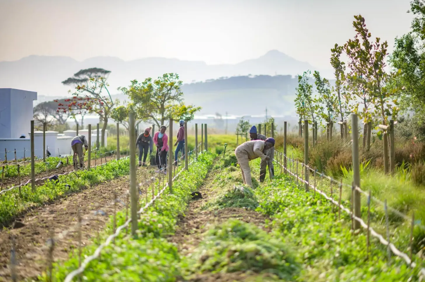 Several people work in rows of young plants supported by stakes and string in a cultivated field, with mountains visible in the hazy distance.