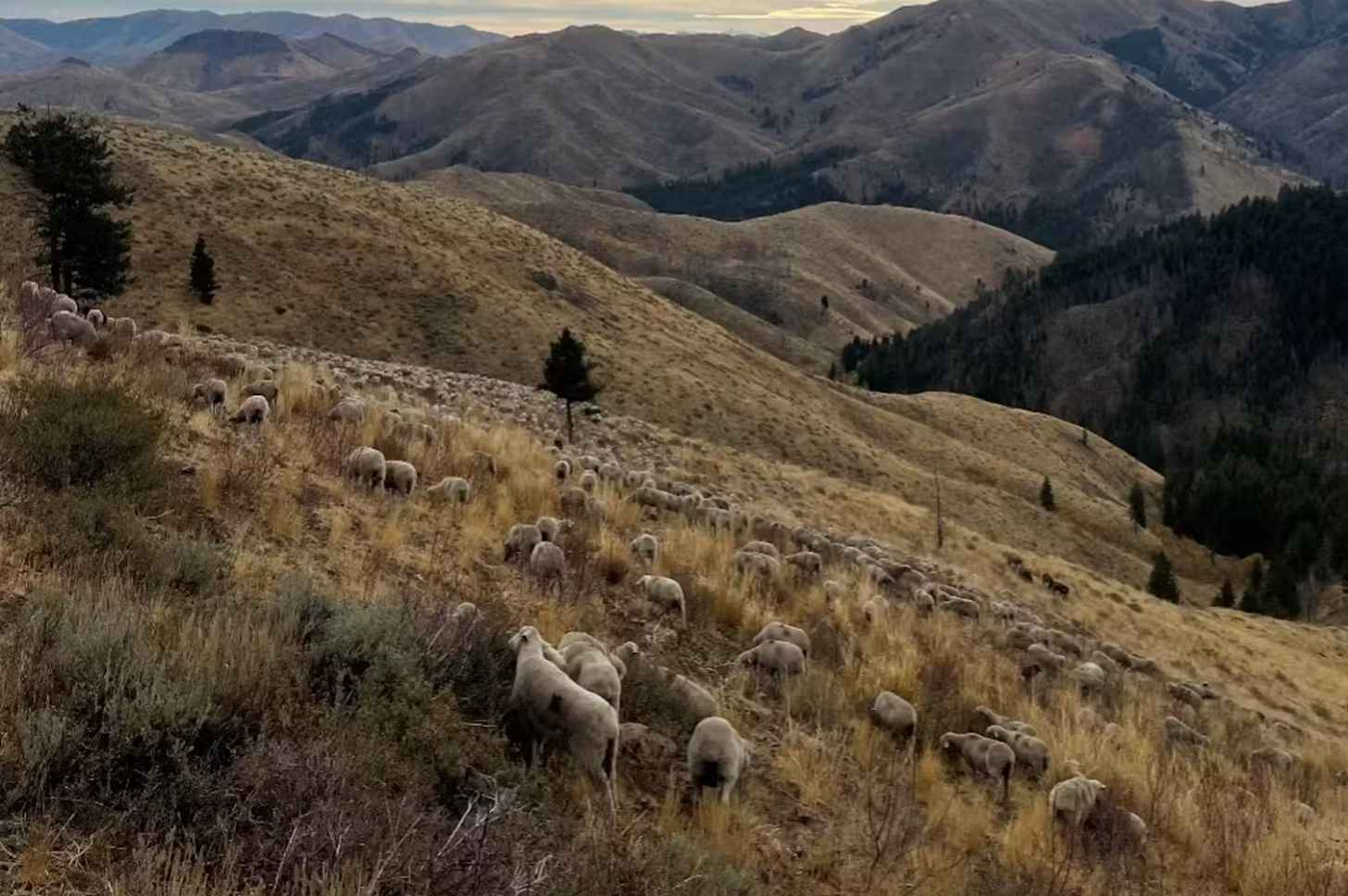 Sheep can graze in a lot of places that are harder for typical fire prevention methods to reach or are too dangerous for controlled fires. These sheep are targeting invasive grasses in the Sawtooth National Forest. Briana Swette