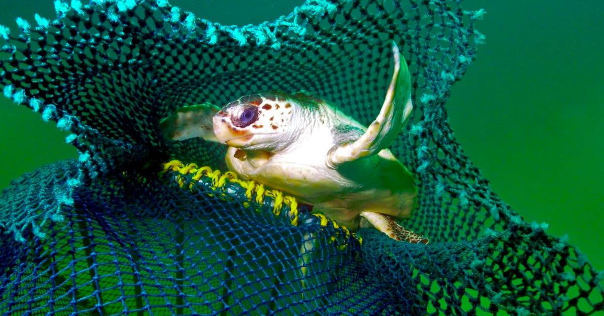 A sea snake with white and dark patterned scales and a yellow-banded body is caught in a blue-green fishing net against a green water background.