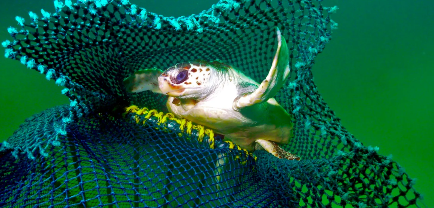 A sea turtle with a white underside and green upper shell is caught in a teal-colored fishing net. The turtle's head and front flipper are visible as it struggles within the mesh netting.