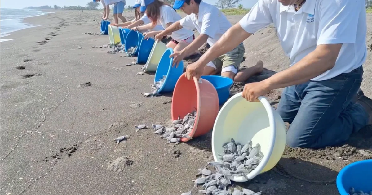 A group of people in white shirts kneel on a beach, holding colored buckets and pouring baby sea turtles onto the sand in a line.