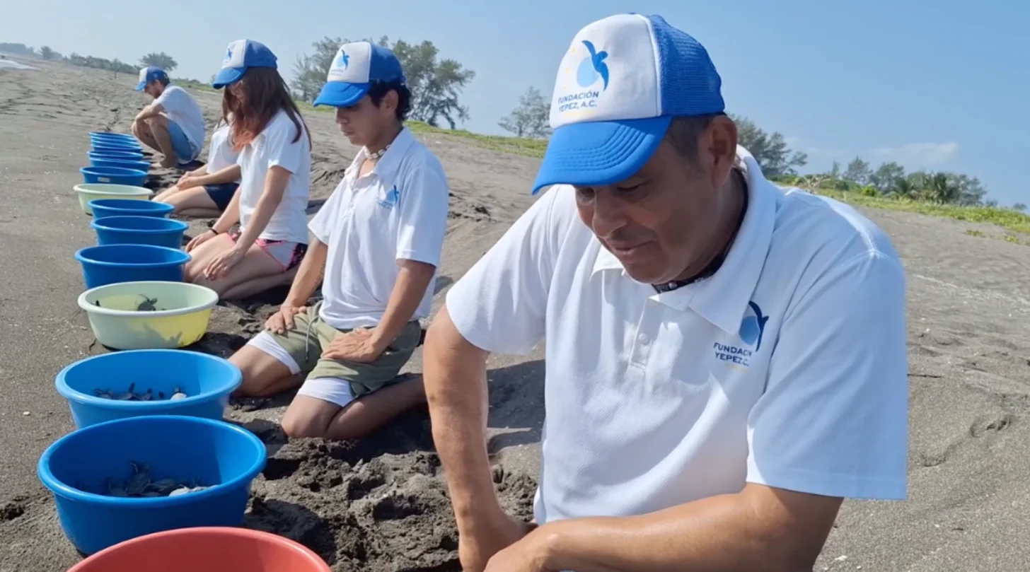 Group of people wearing blue and white "Fundación Yepez" caps and shirts kneel on a beach, each with blue buckets containing baby sea turtles.