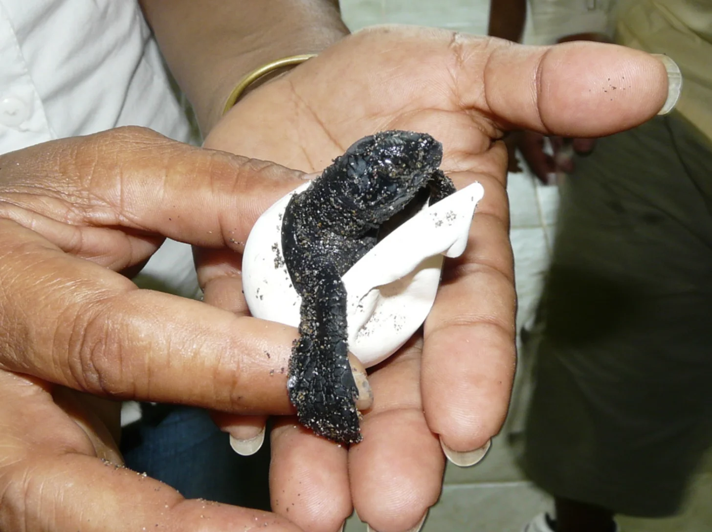 A person's hands hold a newly hatched sea turtle emerging from a white eggshell, with dark sand still clinging to its body.
