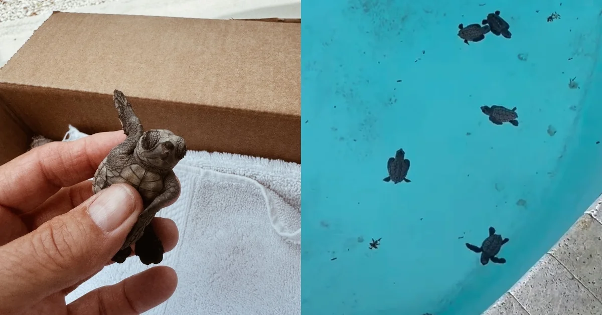 Left: A tiny turtle hatchling held in an adult's hand above a white towel and cardboard box. Right: Multiple sea turtle hatchlings swimming in turquoise water viewed from above.